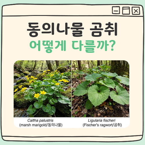 동의나물 곰취 차이 대표 이미지